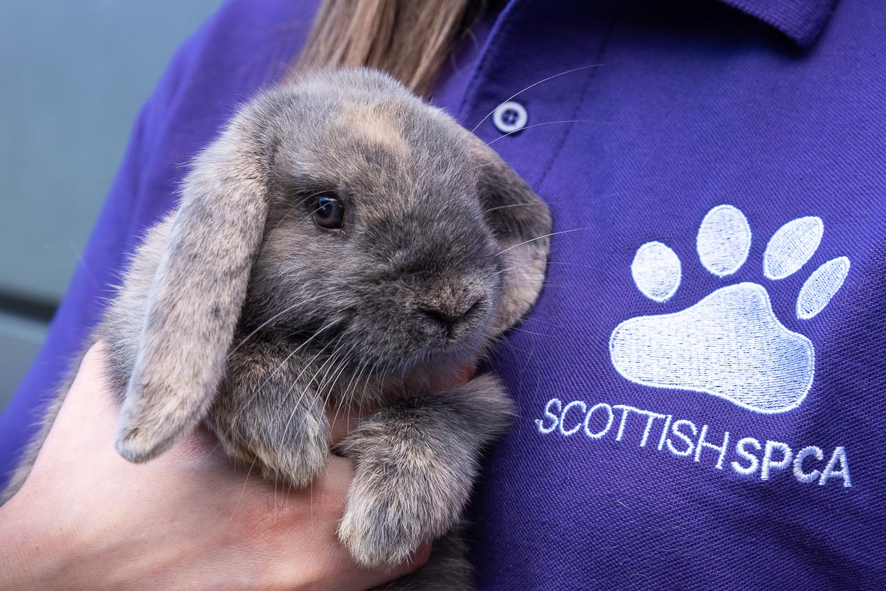 Scottish SPCA Animal Rescue & Rehoming Centre 11457000